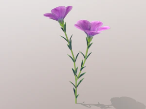 linum viscosum 3D Model