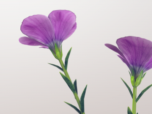linum viscosum Model 3D