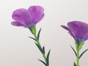 linum viscosum 3D Model