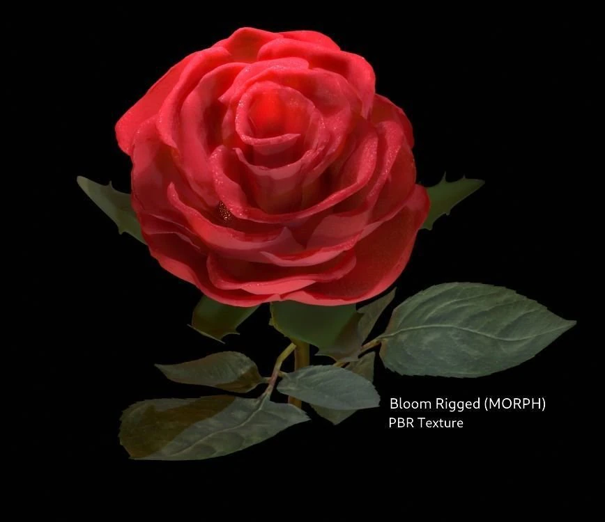 realistic 3d rose flower with blooming rig 3D Model .c4d .max .obj .3ds .fbx .stl .blend