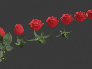 realistic 3d rose flower with blooming rig 3D Model