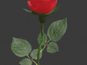 realistic 3d rose flower with blooming rig 3D Model