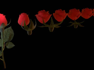 realistic 3d rose flower with blooming rig 3D Model