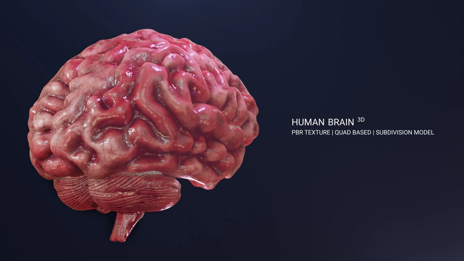 Human Brain Low-poly 3D Model .c4d .max .obj .3ds .fbx .stl .blend 