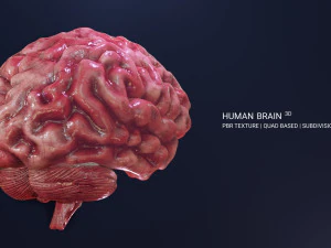 Cerveau humain Low-poly Modèle 3D