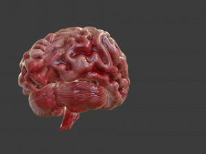 Human Brain Low-poly Modelo 3D