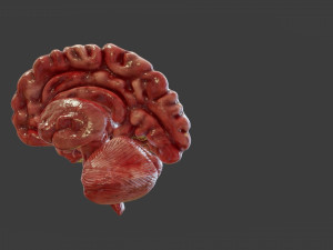 Human Brain Low-poly Modelo 3D