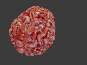 Human Brain Low-poly 3D Model