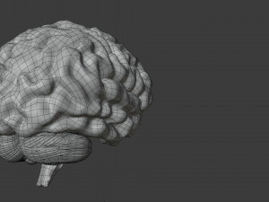 Human Brain Low-poly Modelo 3D