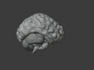 Human Brain Low-poly Modelo 3D