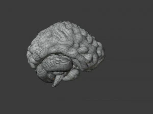 Human Brain Low-poly 3D Model
