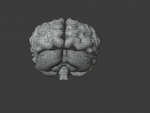 Human Brain Low-poly Modelo 3D