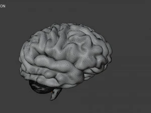Human Brain Low-poly 3D Model