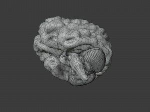 Human Brain Low-poly Modelo 3D