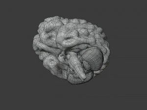 Human Brain Low-poly 3D Model