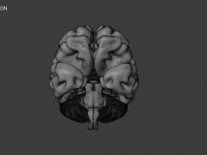 Human Brain Low-poly Modelo 3D