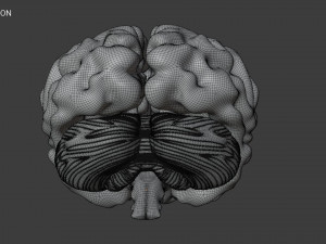 Human Brain Low-poly Modelo 3D