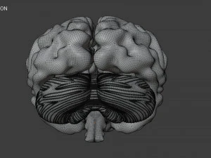 Human Brain Low-poly 3D Model