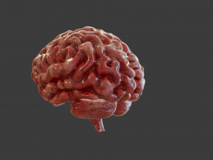 Human Brain Low-poly Modelo 3D