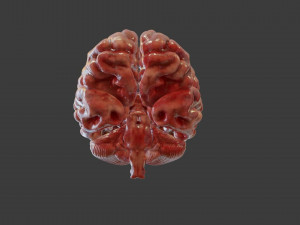 Human Brain Low-poly Modelo 3D