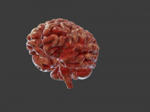 Human Brain Low-poly Modelo 3D