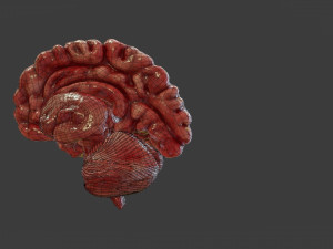 Human Brain Low-poly Modelo 3D