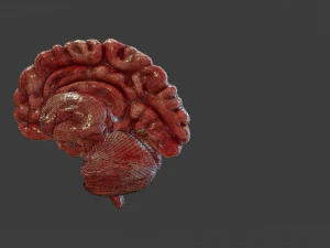 Human Brain Low-poly 3D Model