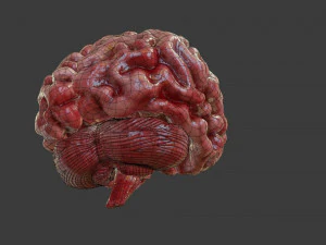 Human Brain Low-poly 3D Model
