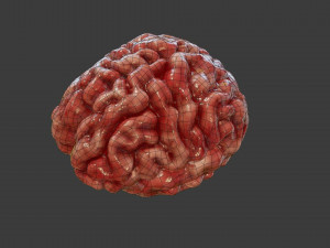 Human Brain Low-poly Modelo 3D