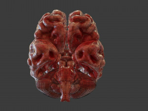 Human Brain Low-poly Modelo 3D
