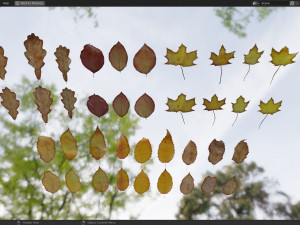 Fall Autumn Leaf Pack 3D Model