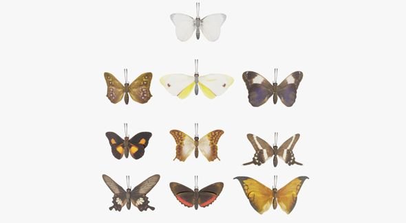 Butterfly Collection PBR Rigged Animated 3D Model .c4d .max .obj .3ds .fbx .stl .blend 
