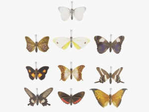 Butterfly Collection PBR Rigged Animated 3D Model