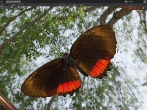 Butterfly Collection PBR Rigged Animated 3D Model