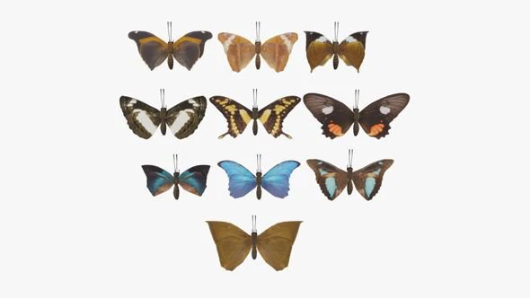 Butterfly Collection PBR Rigged Animated 3D Model .c4d .max .obj .3ds .fbx .stl .blend 