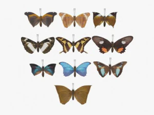 Kelebek Koleksiyonu PBR Armalı Animasyonlu 3D Model