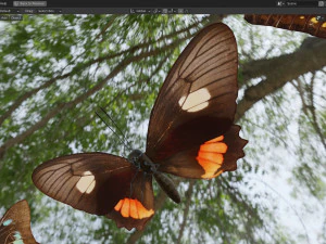 Butterfly Collection PBR Rigged Animated 3D Model