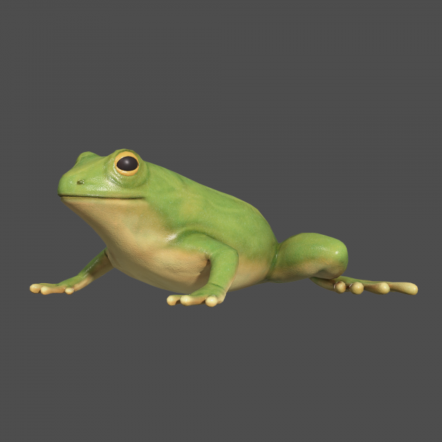 tree frog 3D Model .c4d .max .obj .3ds .fbx .stl .blend 