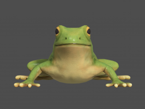 tree frog 3D Model