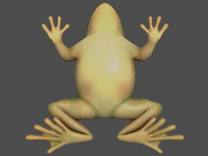 tree frog 3D Model