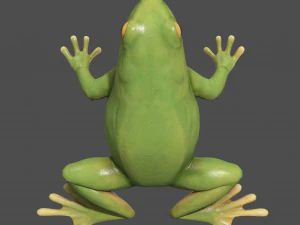 żaba drzewna Model 3D