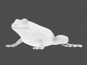 żaba drzewna Model 3D