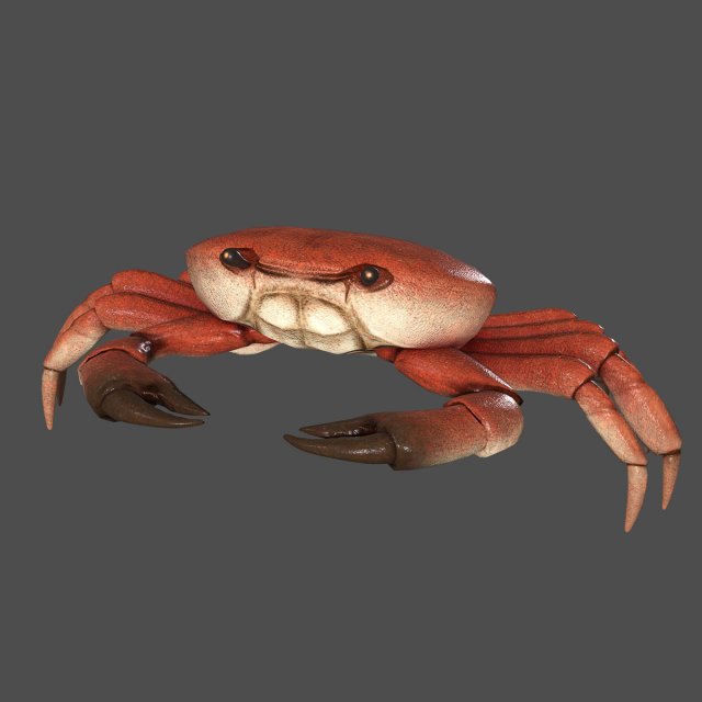 sea crab Modelo 3D .c4d .max .obj .3ds .fbx .stl .blend 