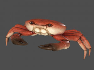 sea crab 3D Model
