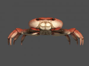 caranguejo do mar Modelo 3D