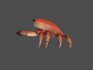caranguejo do mar Modelo 3D
