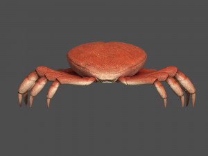 sea crab Modelo 3D