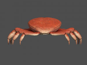 caranguejo do mar Modelo 3D