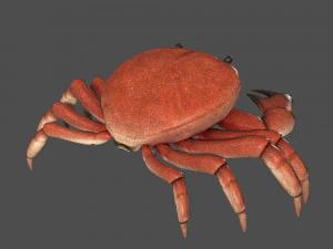 caranguejo do mar Modelo 3D