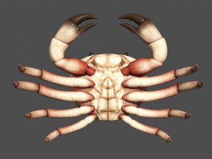 sea crab Modelo 3D